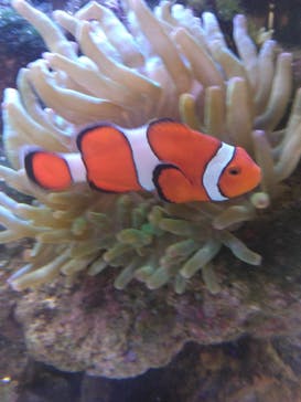 京都水族館に投稿された画像（2024/8/15）