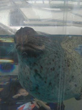 京都水族館に投稿された画像（2024/8/15）