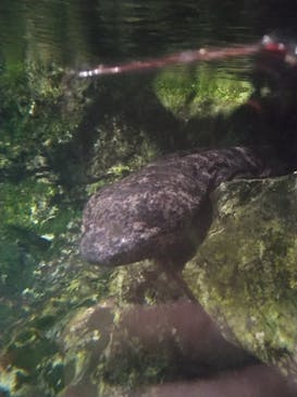 京都水族館に投稿された画像（2024/8/15）