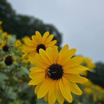 たんばらラベンダーパークに投稿された画像（2024/8/15）