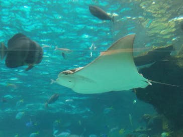 名古屋港水族館に投稿された画像（2024/8/15）