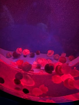 アクアワールド茨城県大洗水族館に投稿された画像（2024/8/15）