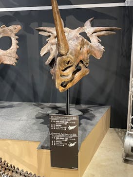 福井県立恐竜博物館に投稿された画像（2024/8/15）