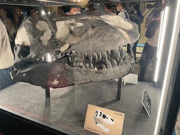 福井県立恐竜博物館に投稿された画像（2024/8/15）