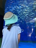 アクアワールド茨城県大洗水族館に投稿された画像（2024/8/15）