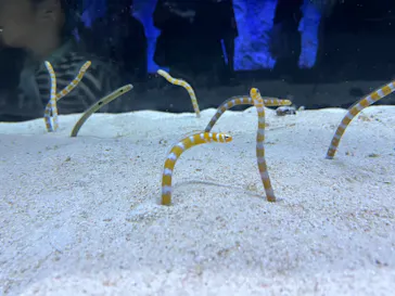 すみだ水族館に投稿された画像（2024/8/15）