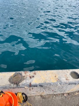 海釣り体験＠レンタル釣竿まるへい遊び隊に投稿された画像（2024/8/15）