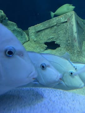 しながわ水族館に投稿された画像（2024/8/15）