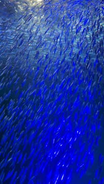 名古屋港水族館に投稿された画像（2024/8/15）