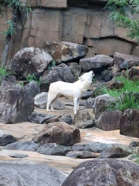 那須どうぶつ王国に投稿された画像（2024/8/15）