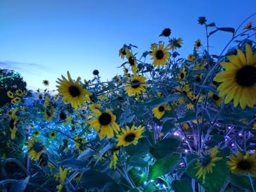 せんだい農業園芸センター　みどりの杜に投稿された画像（2024/8/15）