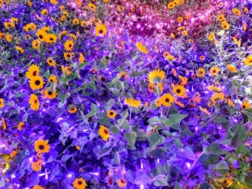 せんだい農業園芸センター　みどりの杜に投稿された画像（2024/8/15）