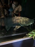 世界淡水魚園水族館　アクア・トトぎふに投稿された画像（2024/8/15）