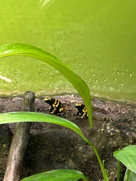 世界淡水魚園水族館　アクア・トトぎふに投稿された画像（2024/8/15）