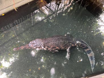 熱川バナナワニ園に投稿された画像（2024/8/15）