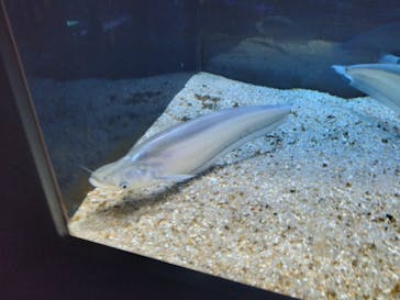 カワスイ 川崎⽔族館に投稿された画像（2024/8/15）