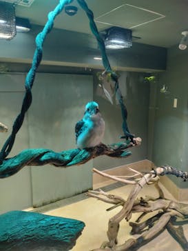 カワスイ 川崎⽔族館に投稿された画像（2024/8/15）