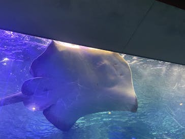 大分マリーンパレス水族館 「うみたまご」に投稿された画像（2024/8/15）