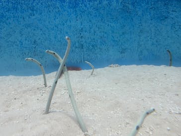 大分マリーンパレス水族館 「うみたまご」に投稿された画像（2024/8/15）