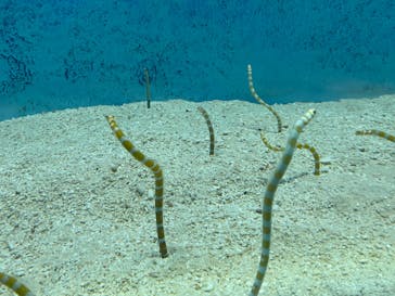 大分マリーンパレス水族館 「うみたまご」に投稿された画像（2024/8/15）