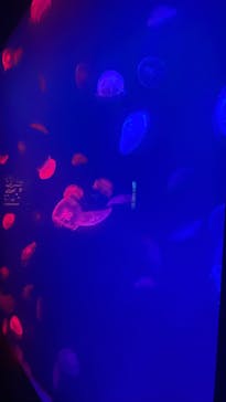 大分マリーンパレス水族館 「うみたまご」に投稿された画像（2024/8/15）