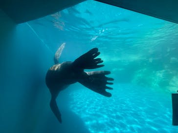 大分マリーンパレス水族館 「うみたまご」に投稿された画像（2024/8/15）