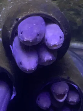 仙台うみの杜水族館に投稿された画像（2024/8/15）
