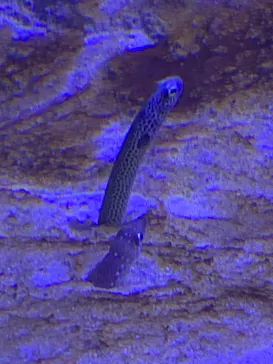 仙台うみの杜水族館に投稿された画像（2024/8/15）