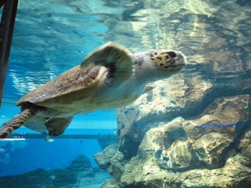 名古屋港水族館に投稿された画像（2024/8/15）