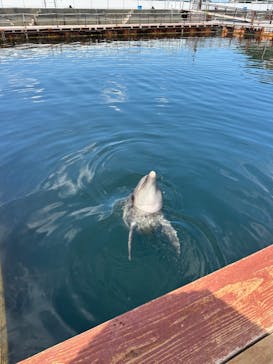 うみたま体験パーク 「つくみイルカ島」に投稿された画像（2024/8/15）