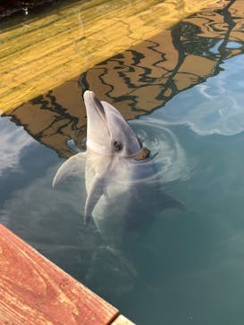 うみたま体験パーク 「つくみイルカ島」に投稿された画像（2024/8/15）