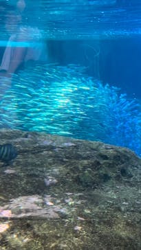 新江ノ島水族館に投稿された画像（2024/8/15）