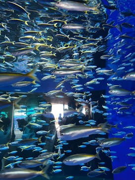 アクアワールド茨城県大洗水族館に投稿された画像（2024/8/15）