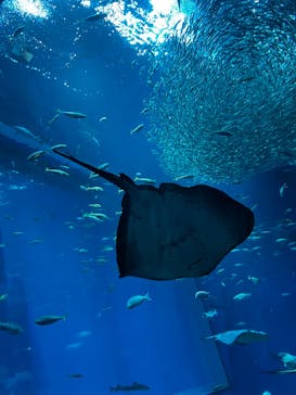 アクアワールド茨城県大洗水族館に投稿された画像（2024/8/15）