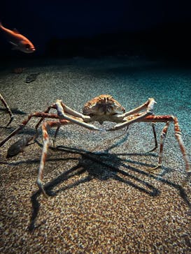 アクアワールド茨城県大洗水族館に投稿された画像（2024/8/15）