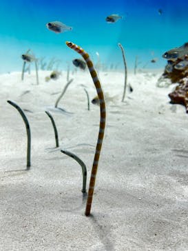 アクアワールド茨城県大洗水族館に投稿された画像（2024/8/15）