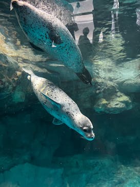 アクアワールド茨城県大洗水族館に投稿された画像（2024/8/15）