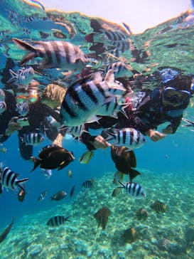 沖縄マリンサービス碧に投稿された画像（2024/8/12）