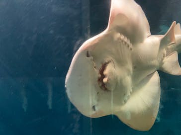 葛西臨海水族園に投稿された画像（2024/8/15）