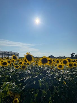 淡路ファームパーク イングランドの丘に投稿された画像（2024/8/15）