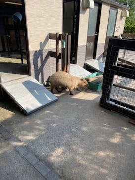 淡路ファームパーク イングランドの丘に投稿された画像（2024/8/15）