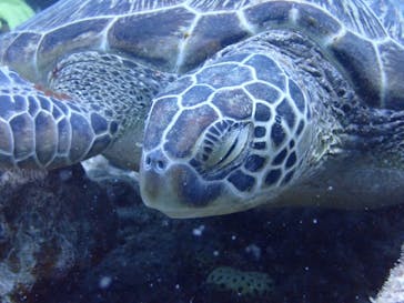 初心者専門店NEOMARINE石垣島に投稿された画像（2024/8/15）