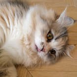 猫カフェモカ　イオンモール太田店に投稿された画像（2024/8/16）