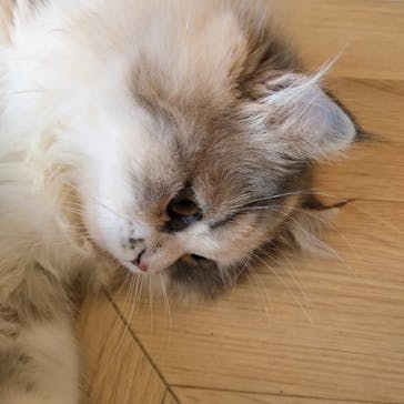 猫カフェモカ　イオンモール太田店に投稿された画像（2024/8/15）