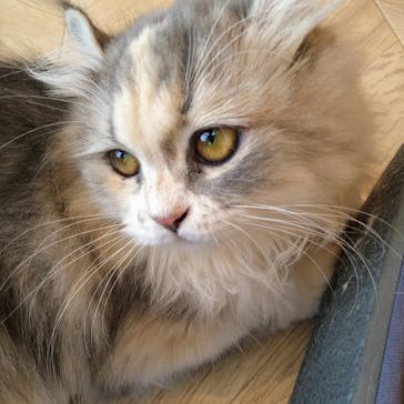 猫カフェモカ　イオンモール太田店に投稿された画像（2024/8/15）