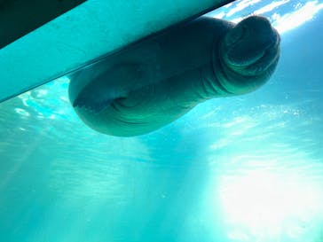 大分マリーンパレス水族館 「うみたまご」に投稿された画像（2024/8/15）