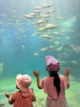 越前松島水族館に投稿された画像（2024/8/15）