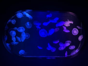 マリンワールド海の中道に投稿された画像（2024/8/15）