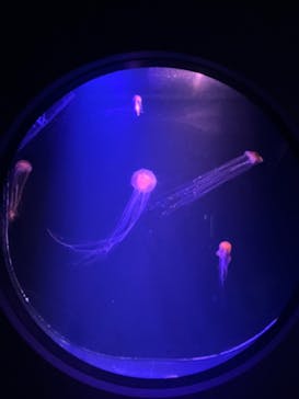 マリンワールド海の中道に投稿された画像（2024/8/15）