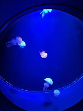 マリンワールド海の中道に投稿された画像（2024/8/15）